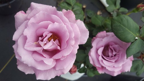 Angel face floribunda - face, gal